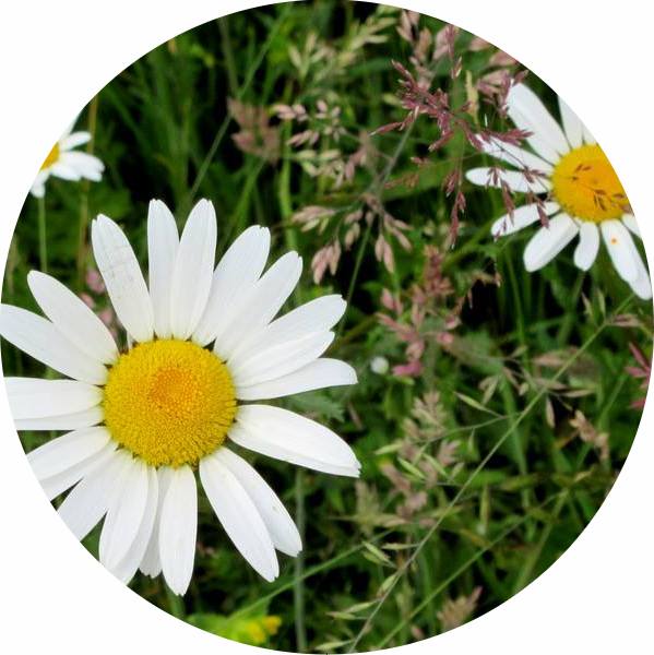 marguerite